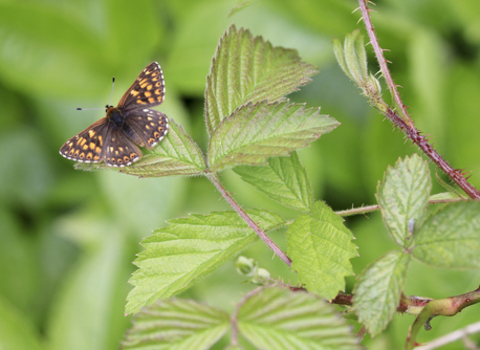 Duke of Burgundy butterfly
