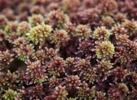 Sphagnum moss
