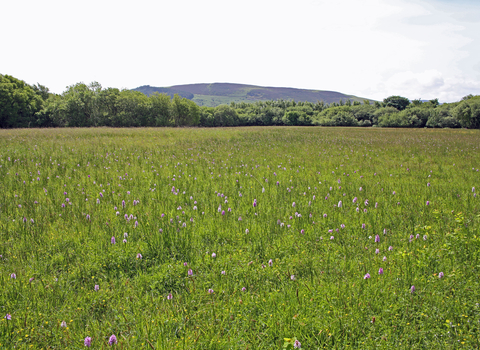 Hay meadow, Isle of Man