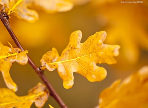 autumn leaf