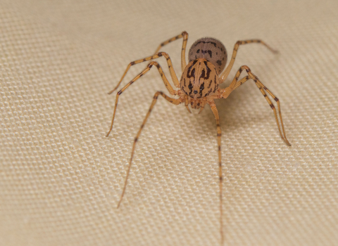 A small straw-coloured spider with black flecks all over its body and legs
