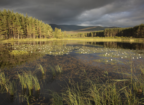 Scottish wetland & woodland