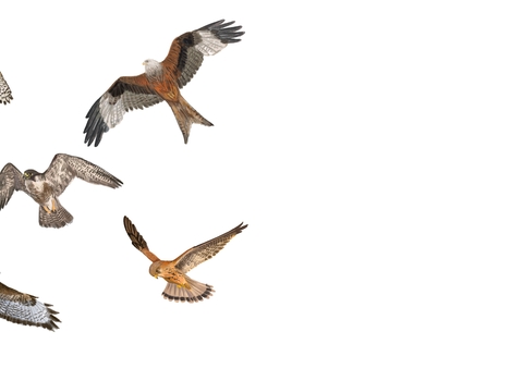 Discover five of the UK's commonly seen birds of prey & how to