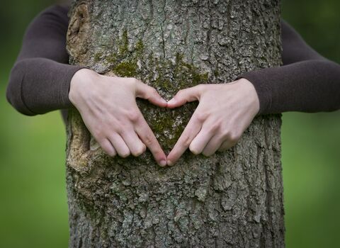 heart, hand, tree