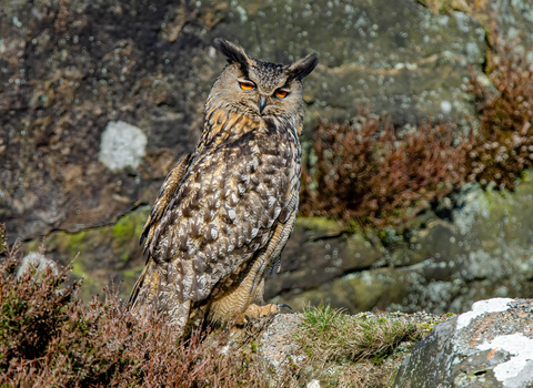 Eagle owl 