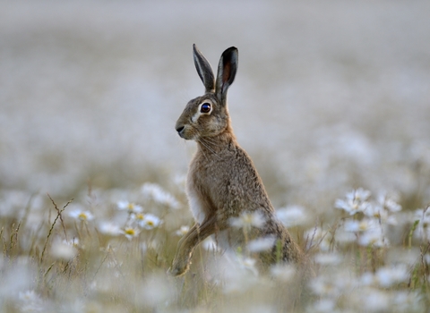 Brown hare