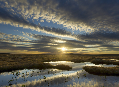 Peat © Mark Hamblin 2020VISION