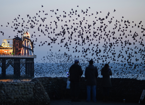 birds by coast