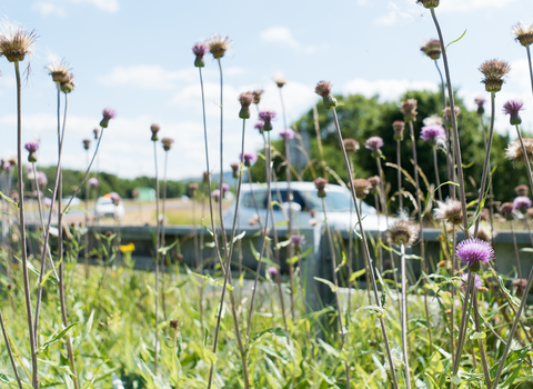 Wild verge with cars in background