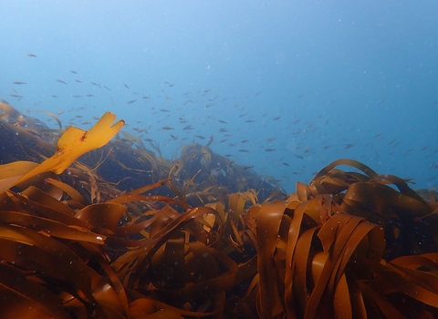 Kelp in the foregound with juvenile fish swimming in the background
