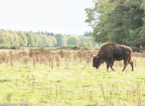 A landscape shot of a field with a bison walking along the right hand side