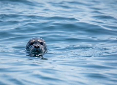Seal in body of water