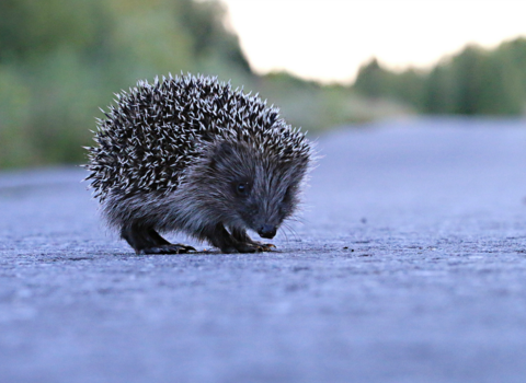 Hedgehog