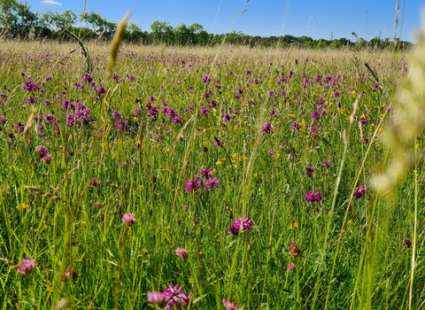 © Wiltshire Wildlife Trust