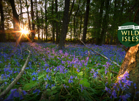 Bluebells in the forest with sunset - inspired by Wild Isles