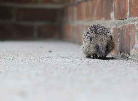 Hedgehog  walking along a brick wall and concrete floor