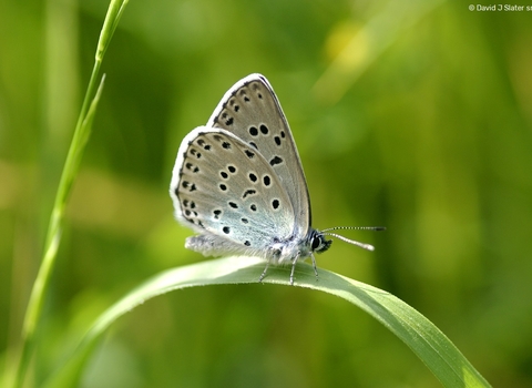Large blue butterfly on grass blade