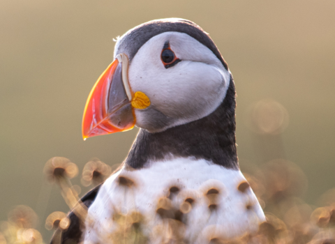 Puffin on Skomer by Joshua Copping