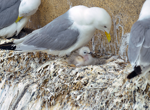 kittiwake