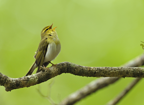 wood warbler