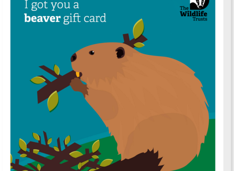 Beaver Card