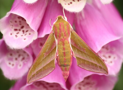 Double-striped pug | The Wildlife Trusts