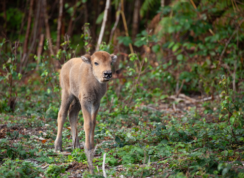 Bison Calf 