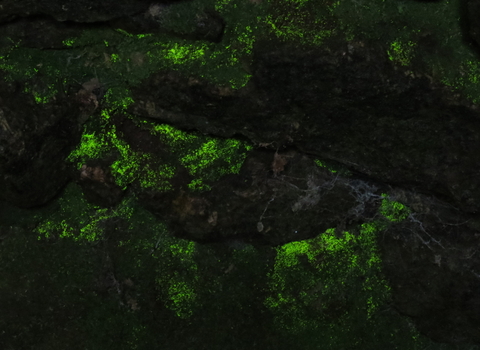 A patch of goblin's gold, a luminous green moss, growing on a stone wall and glowing in the near darkness