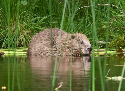 Adult beaver at Knapdale
