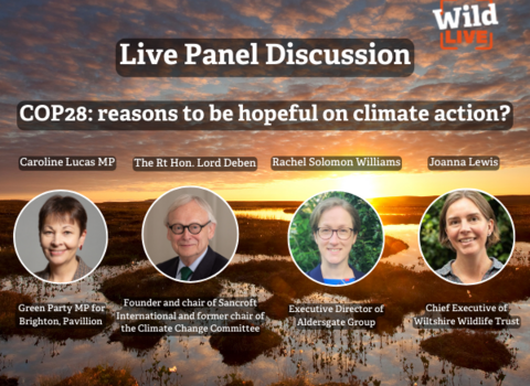 cop28 Wild Live graphic