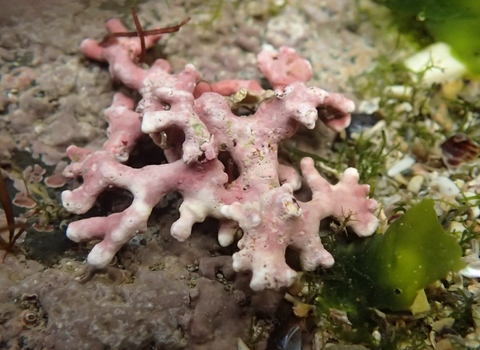 maerl Helford passage rockpool 