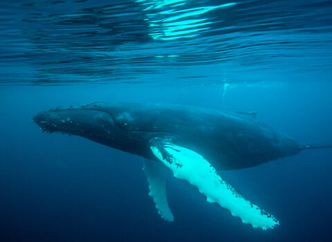 Humpback whale (c) Richard Shucksmith/scotlandbigpicture.com