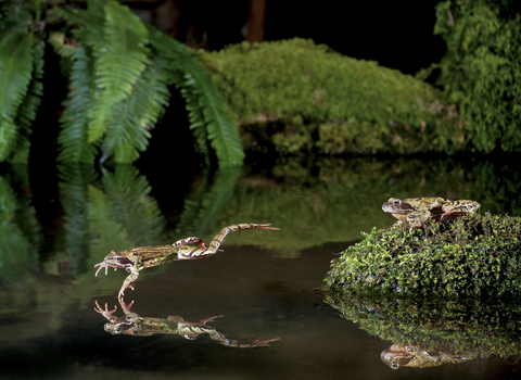 A common frog leaping into a pond, with another frog sitting on a rock