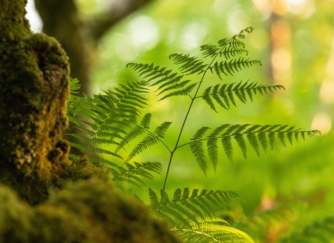 Coed Crafnant bracken 1 - June 2023 - Ben Porter_0.jpg