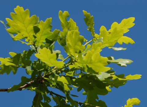 Oak Leaf