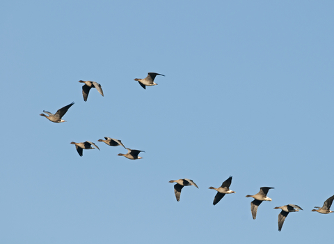 A flock of 11 pink-footed geese flying in formation