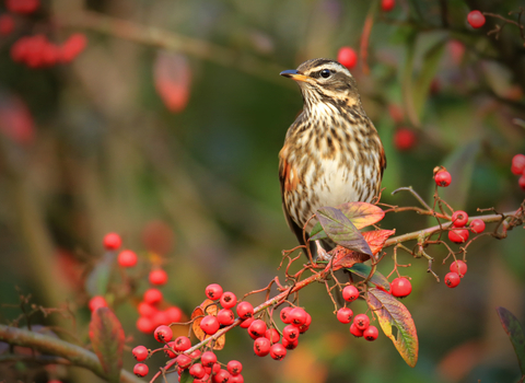A redwing perched amongst bright red berries