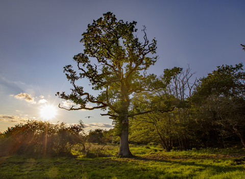 Oak Tree
