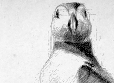 Cy Baker puffin drawing
