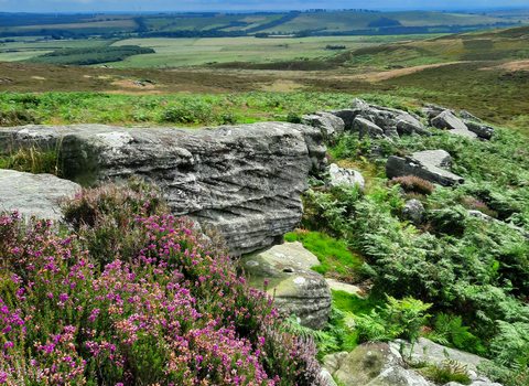 Moorland landscape with cloudy blue skies, purple flowering heather in the foreground and fern-covered rocks, fields in the background