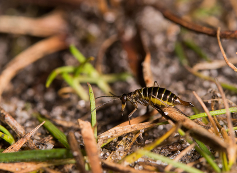 A female snow flea climbing over detritis on the ground