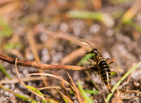 A snow flea on the floor, clambering over grass stems