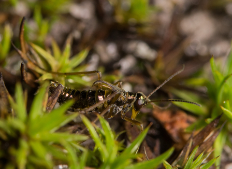 A male snow flea crawling through clumps of moss