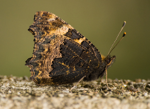 A small tortoiseshell butterfly resting on the ground with its wings closed