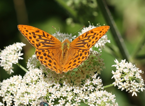 Silver washed fritallary