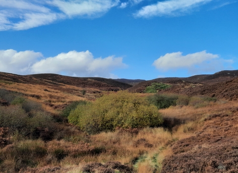 rolling hills covered in brown and green vegetation. The sky above is bright blue with scattered white clouds. In the foreground, tall grasses and shrubs mix with a small path winding through the vegetation. The middle ground features dense shrubbery and bushes