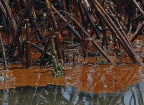 A close up of crude oil seen on water in between marsh grass