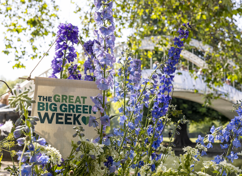 A sign reading The Great Big Green Week is nestled in between tall purple flowers
