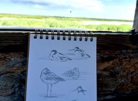 A sketchbook in a bird hide, featuring sketches of wetland birds including avocet and lapwing