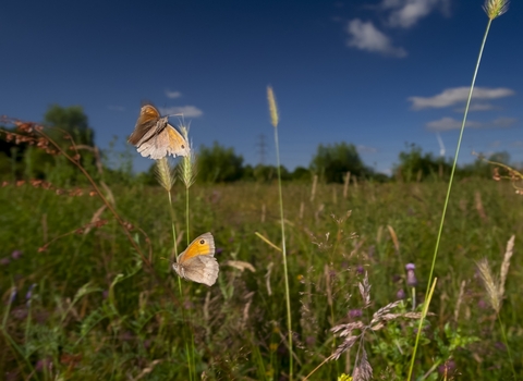 Meadow brown butterflies flutter on a grassy meadow, dark blue summer sky above